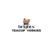 brightsyorkies