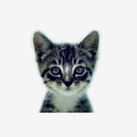 welovecatsandkittens