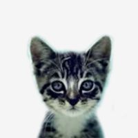 welovecatsandkittens__