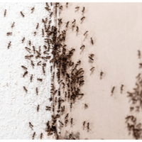 antcontrolperth