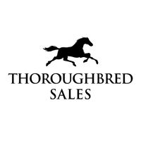 ThoroughbredSales