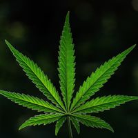 hempshop247