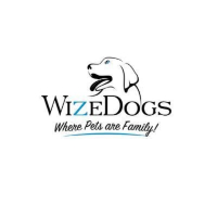 WizeDogsLabradors